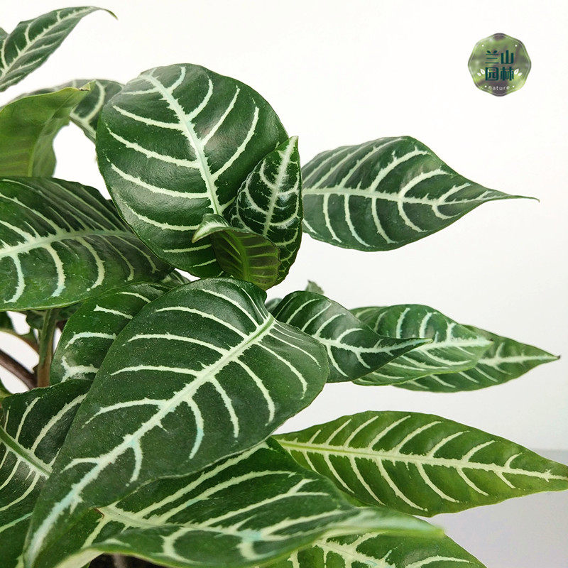 首页 下载app                          花叶斑马万年青银皇后室内