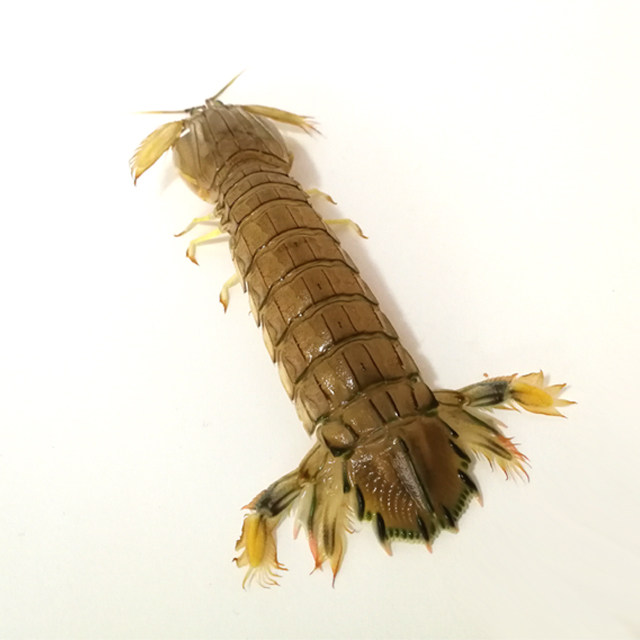 皮皮虾渤海海鲜鲜活爬虾虾爬富贵虾虾姑懒尿虾活虾