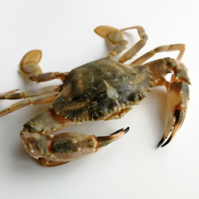 蟹花螃蟹渤海海鲜海鲜活海蟹盖蟹石500g渔夫老六梭子蟹