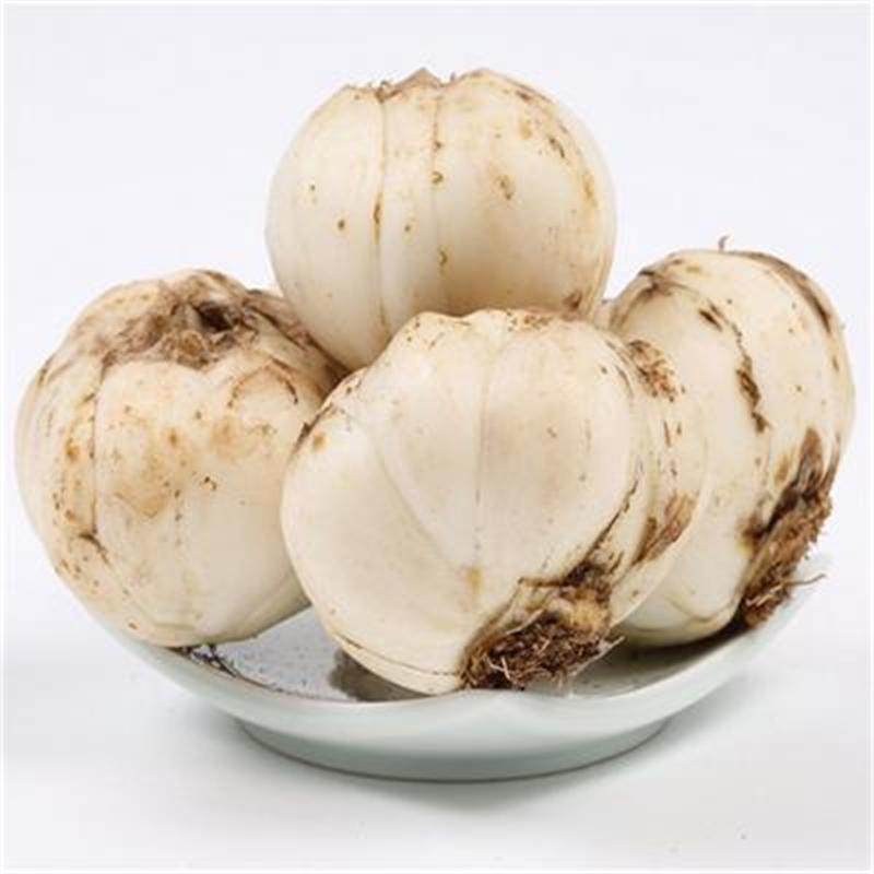 百合现挖兰州新鲜食用药用美容食补新鲜百合