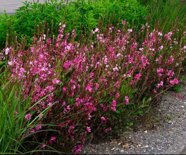 紫叶千鸟花盆盆栽山桃室外庭院花园花镜植物时令草本花卉