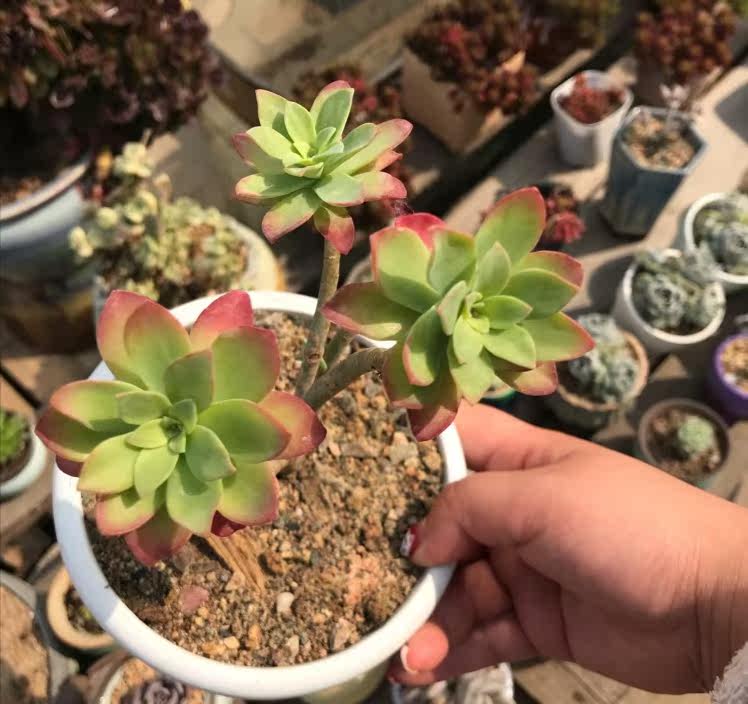 景园一族老红老版小红红衣小老桩多肉植物全店多肉植物
