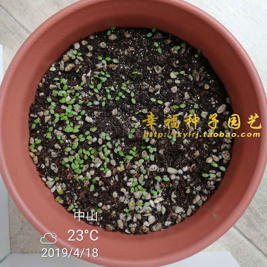 香菜种子云南刺芫越南刺芹缅芫阿佤芫荽家庭园艺种子