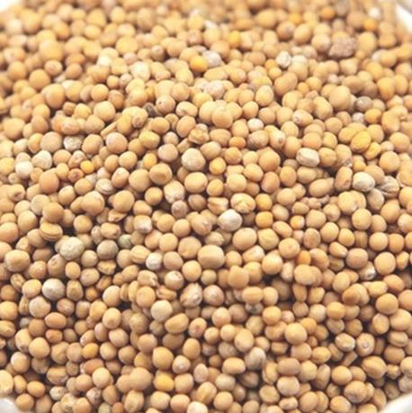 白芥子5斤包邮辣菜子白芥籽黄芥子生芥子500克g中草药材供应