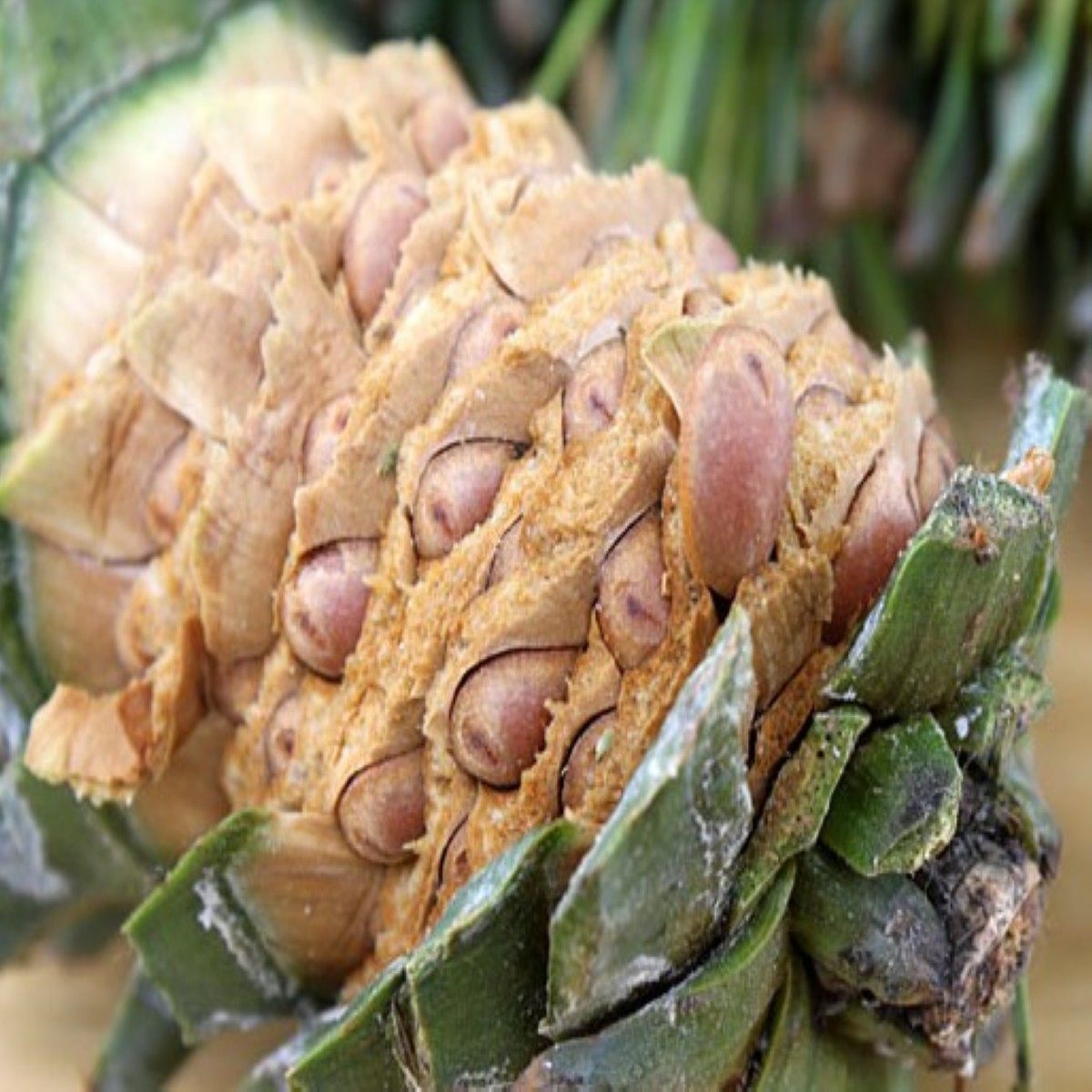 松塔新货生晒干红大松松子松果黑龙江省产地直销其它宠物