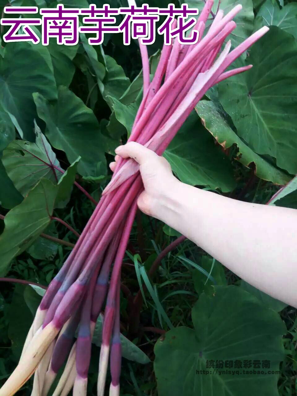 芋头云南紫色荷花芋苗新鲜菜鲜菜茎秆花朵1斤其它