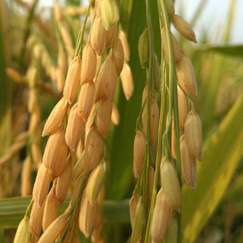 糙米大米农家新糙米五谷粗粮胚芽500g发芽糙米