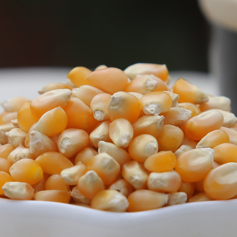 爆花小玉米优质小玉米粒爆米花专用原料新货爆裂小玉米500g