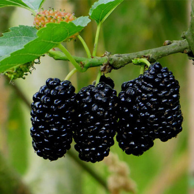 树苗果苗桑椹台湾长果桑树短果黑桑果果桑果树