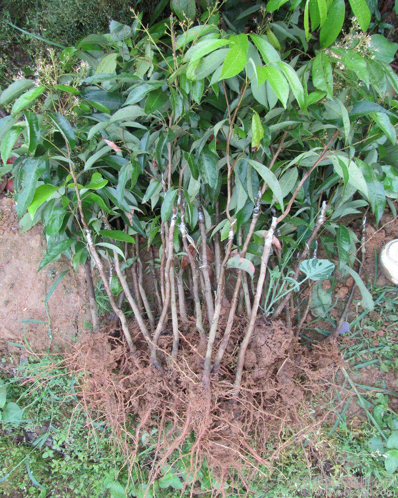 果苗荔枝妃子糯米桂味嫁接果树