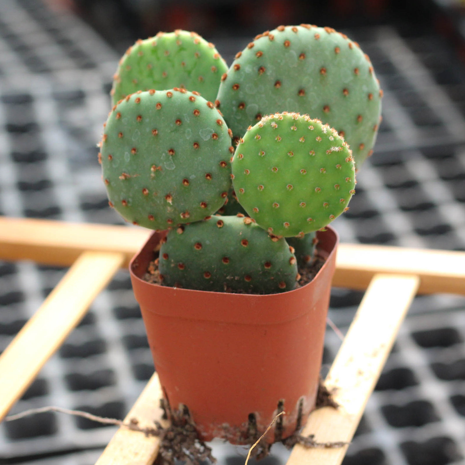 植物红太太古仙人掌米奇奇多红毛绿植桌面防辐射多肉植物