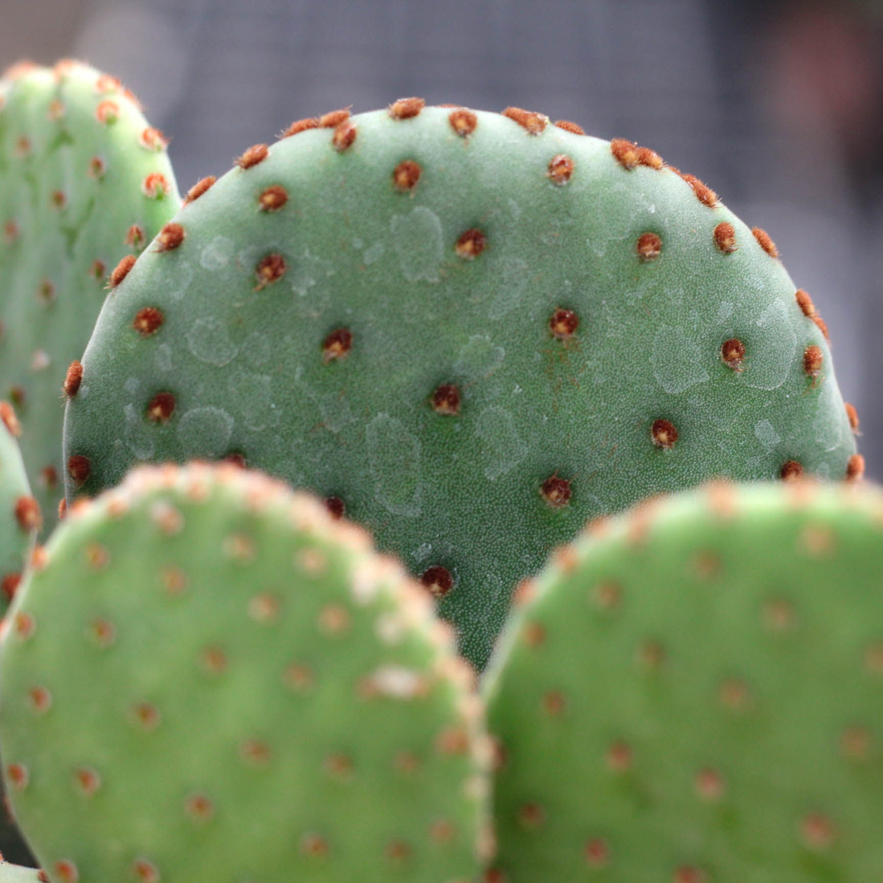植物红太太古仙人掌米奇奇多红毛绿植桌面防辐射多肉植物