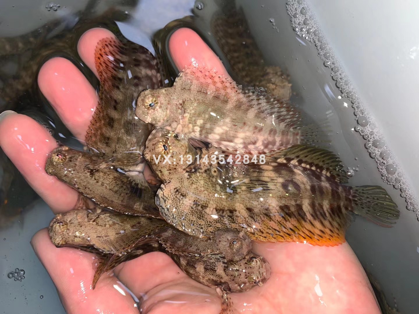 西瓜刨食生物翻砂生物海海水巴士豹纹星点鱼