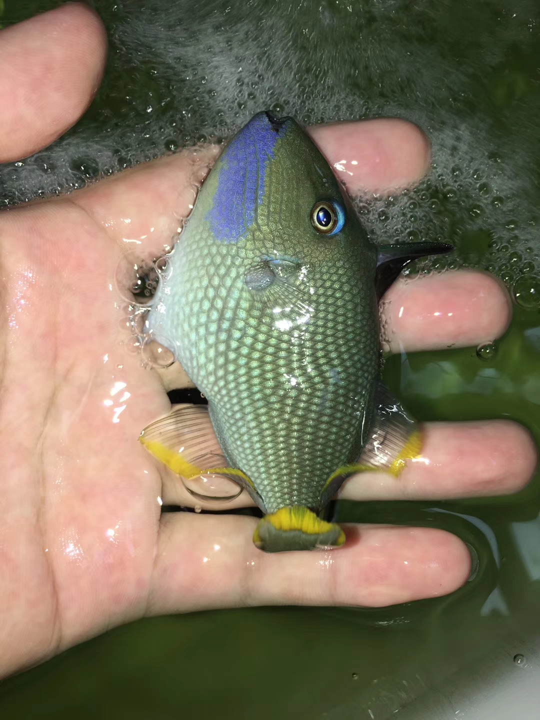 炮弹广州海水鱼蓝活体海洋观赏鱼公鱼母鱼雌鱼鱼