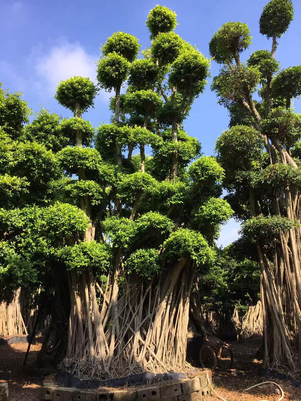 榕树桑科榕属 乔木类植物 大型景点植物苗木盆栽 沙漠馆展览