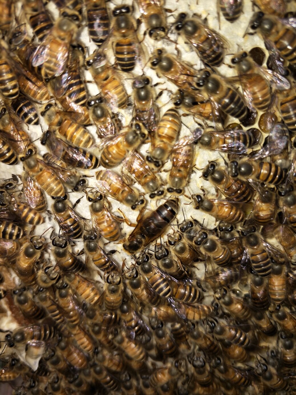 天柱中蜂王中蜂蜂王蜜蜂王种王优质蜂王种蜂王蜜王中蜂蜂王种高产