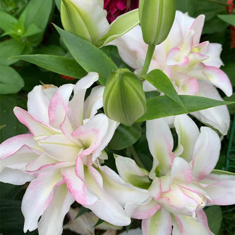 乔乔花屋荷兰进口香水百合花种重瓣奥斯卡白色粉边时令草本花卉