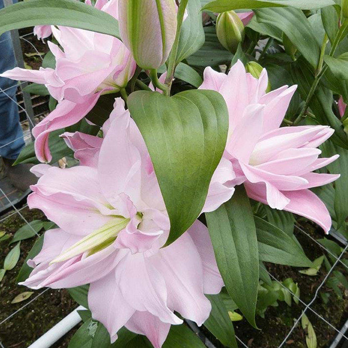 22现货重瓣伊迪莎淡粉色20荷兰进口香水百合花种球乔乔花屋