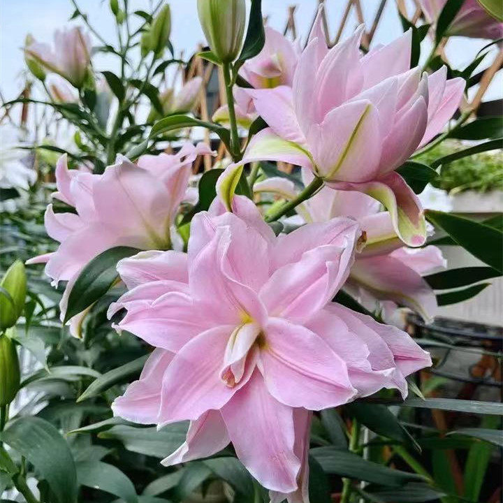 22现货重瓣伊迪莎淡粉色20荷兰进口香水百合花种球乔乔花屋