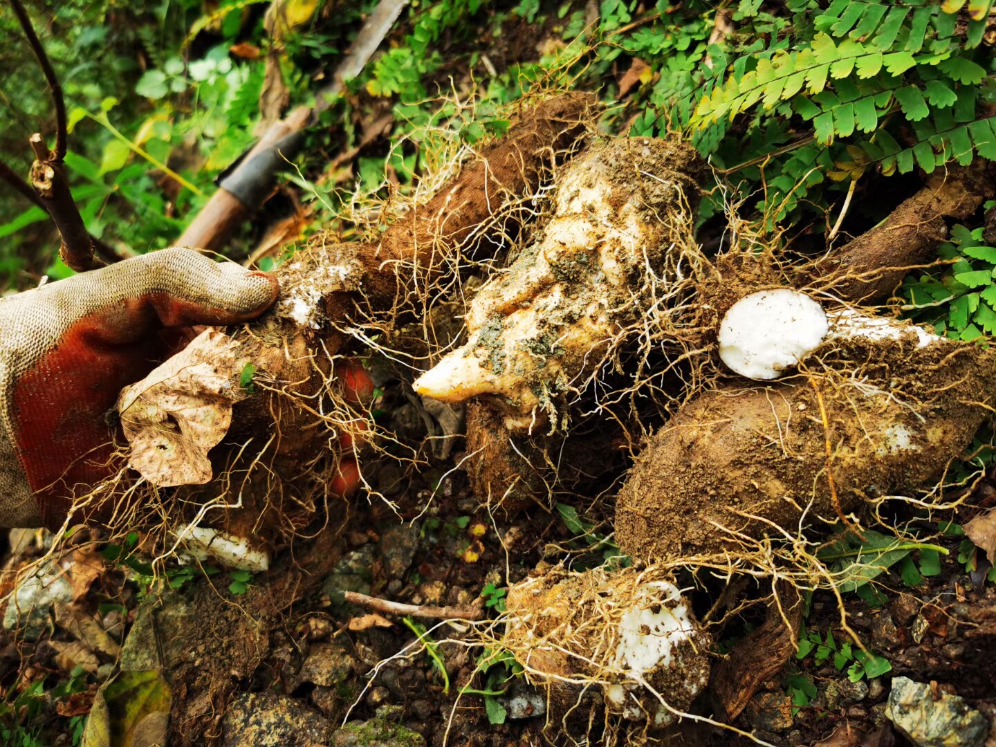 新品推荐500克四川新鲜特级纯野野生山药现挖现卖山药及其制品