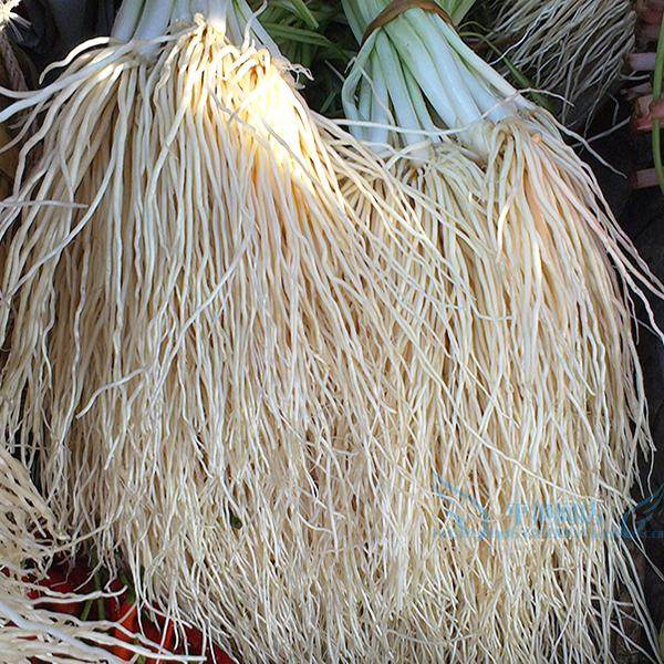 云南撇菜根保山新鲜蔬菜老品种苤菜根用韭菜月子炖汤可腌制包邮