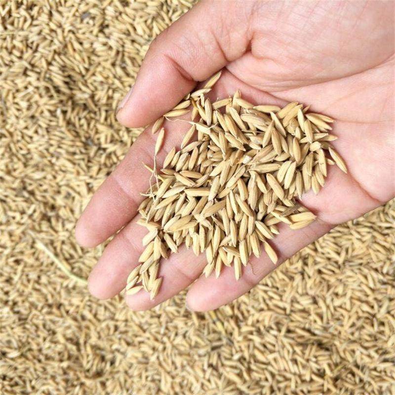 杂交稻苏北农家家长杂交稻谷长粒带壳大米含硒其它粮食