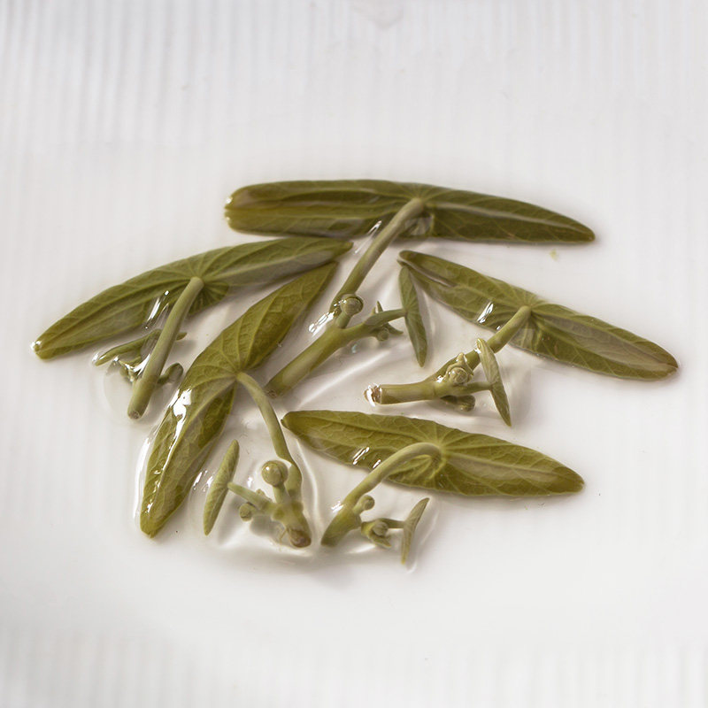 马蹄西湖莼菜杭州特产新鲜草净菜叶叶芽275克其它