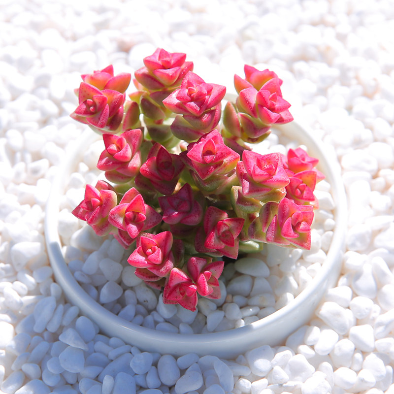 多肉彩色蜡笔治家森活云南精美高档防辐射办公室多肉植物