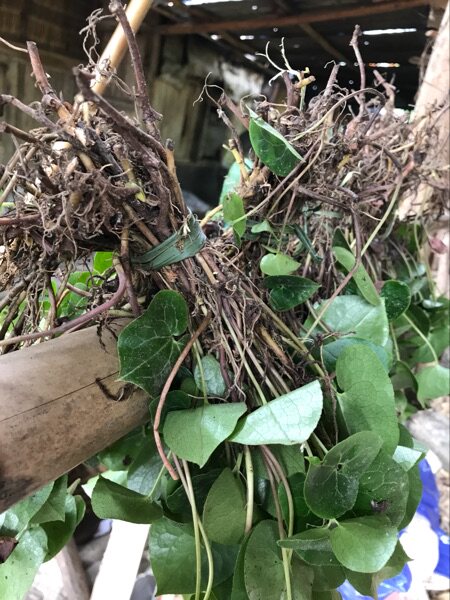 野生细辛全草 中药材细参 土细辛 独叶草野生细辛 250克包邮