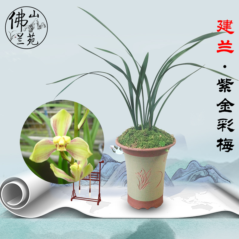 兰花兰花紫紫金彩梅建兰四季花苗香兰绿植植物花卉