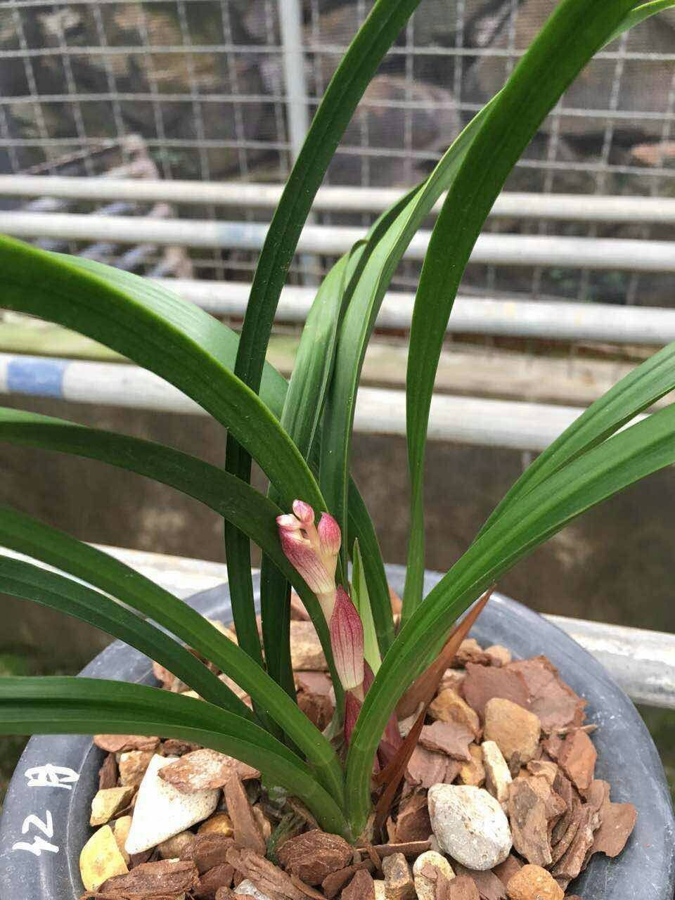 四季红月浓香兰建兰兰花苗兰场直销绿植盆栽时令草本花卉