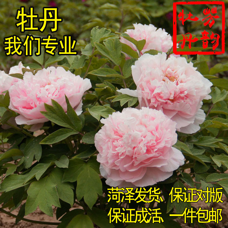 芳韵牡丹赵粉菏泽牡丹花苗室内盆栽花卉植物大苗室外绿植洛阳包邮