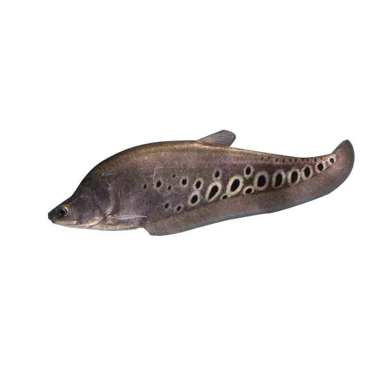 七星刀鱼活体黄金白化金刀魔鬼刀银龙鱼好养鱼