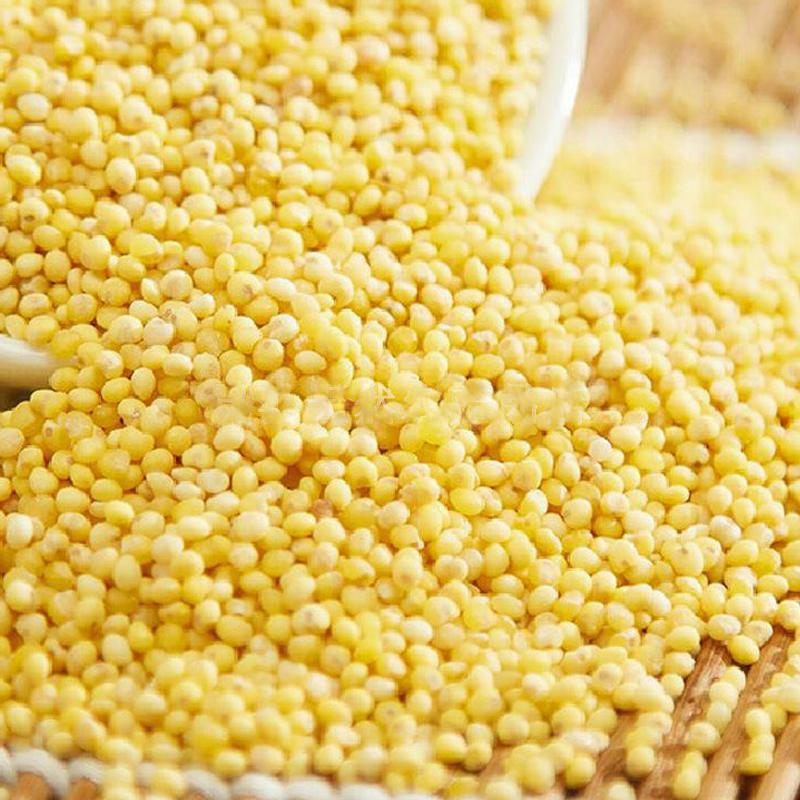 山西岚县特产大黄米面 软米面年糕油糕黄粘米糯小米面粉5斤装包邮