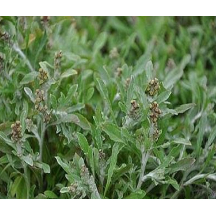 艾草鼠曲品包绒田菜草清明湛江农家花田白花田其他药食同源食品