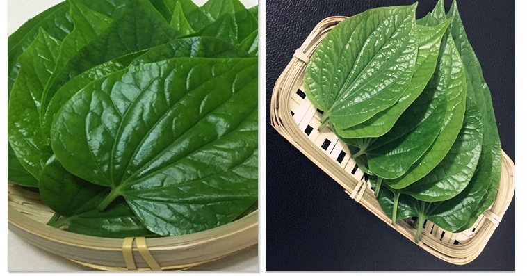 新鲜粽子500克叶纯香料配料现摘包粽子假蒟假蒌叶其他药食同源食品