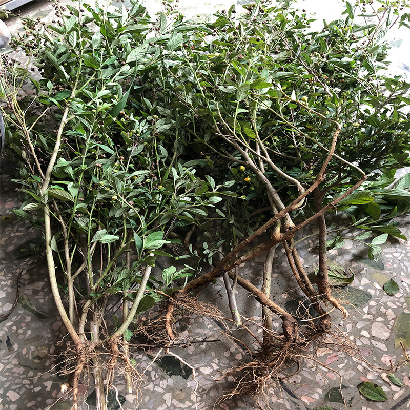 新鲜现采白背黄花草拔毒散拔脓消生肌草梅肉其他药食同源食品