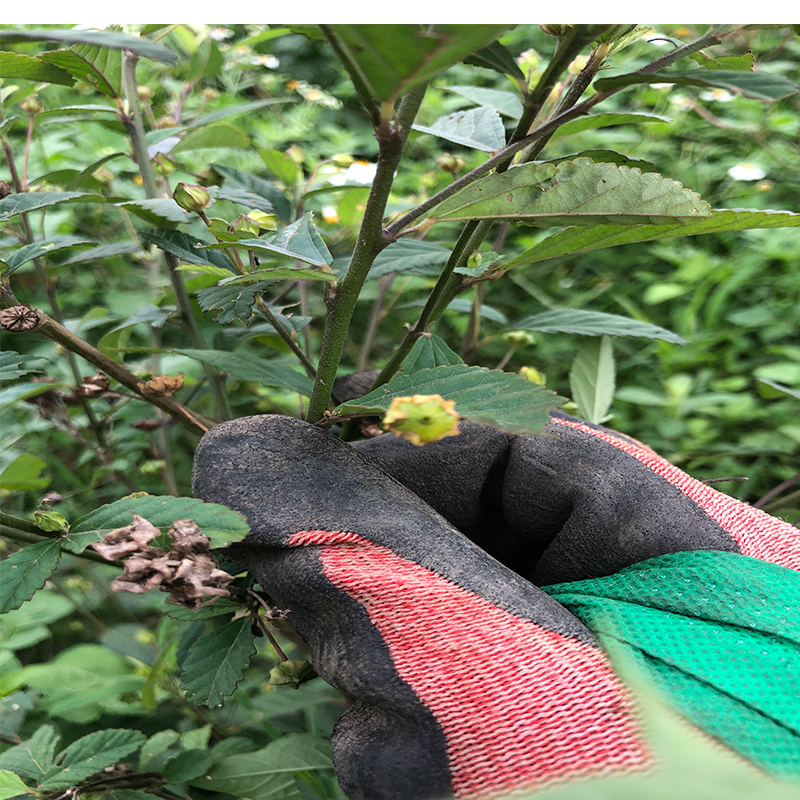 新鲜现采 白背黄花稔 草拔毒散拔脓消生肌草梅肉草保鲜发500g包邮