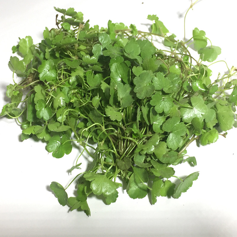 新鲜遍地锦天胡荽满天星钱币草细叶钱凿菜500g中草其他药食同源食品