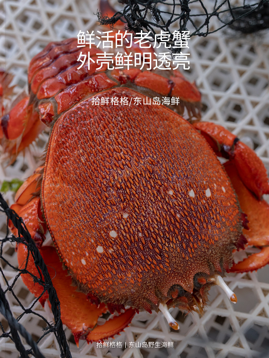 老虎500g1只东山岛海鲜本港海螃蟹贵妃咖啡梭子梭子蟹