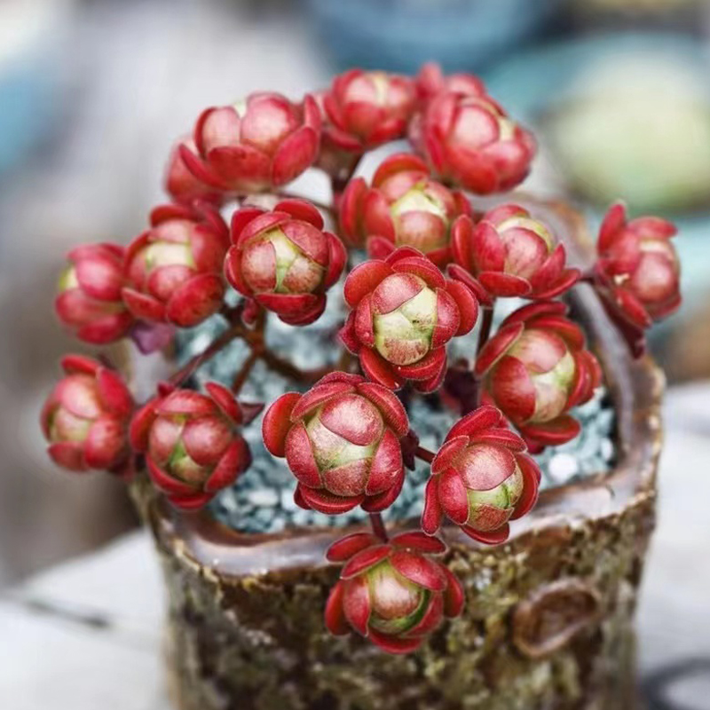 包邮大盆糖果橄榄球玫瑰老桩趣味办公办公室室内多肉植物