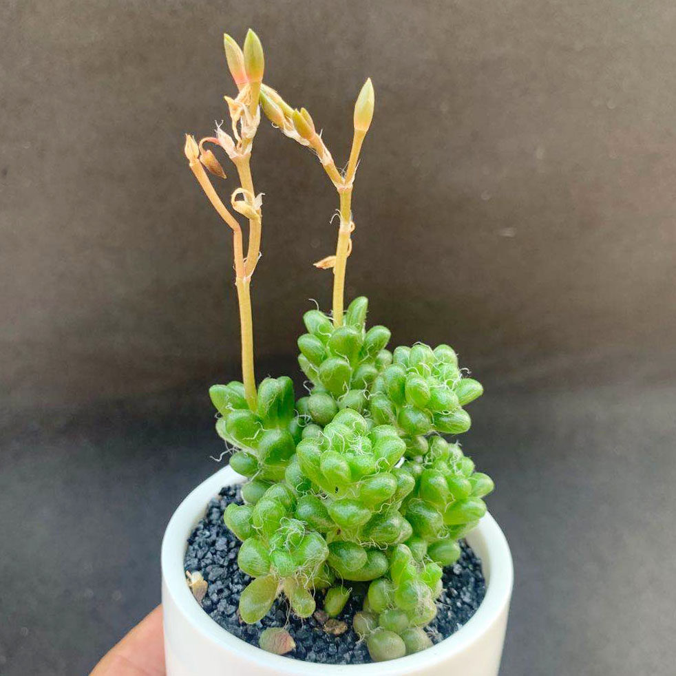 开花多肉植物茶笠多头头带花苞稀有品种室内多肉植物