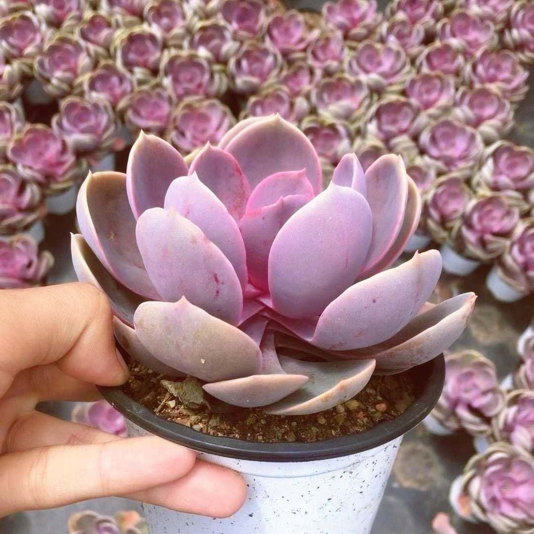 花魁多肉植物纽伦堡紫丁香新款紫色大盆萌肉办公室多肉植物