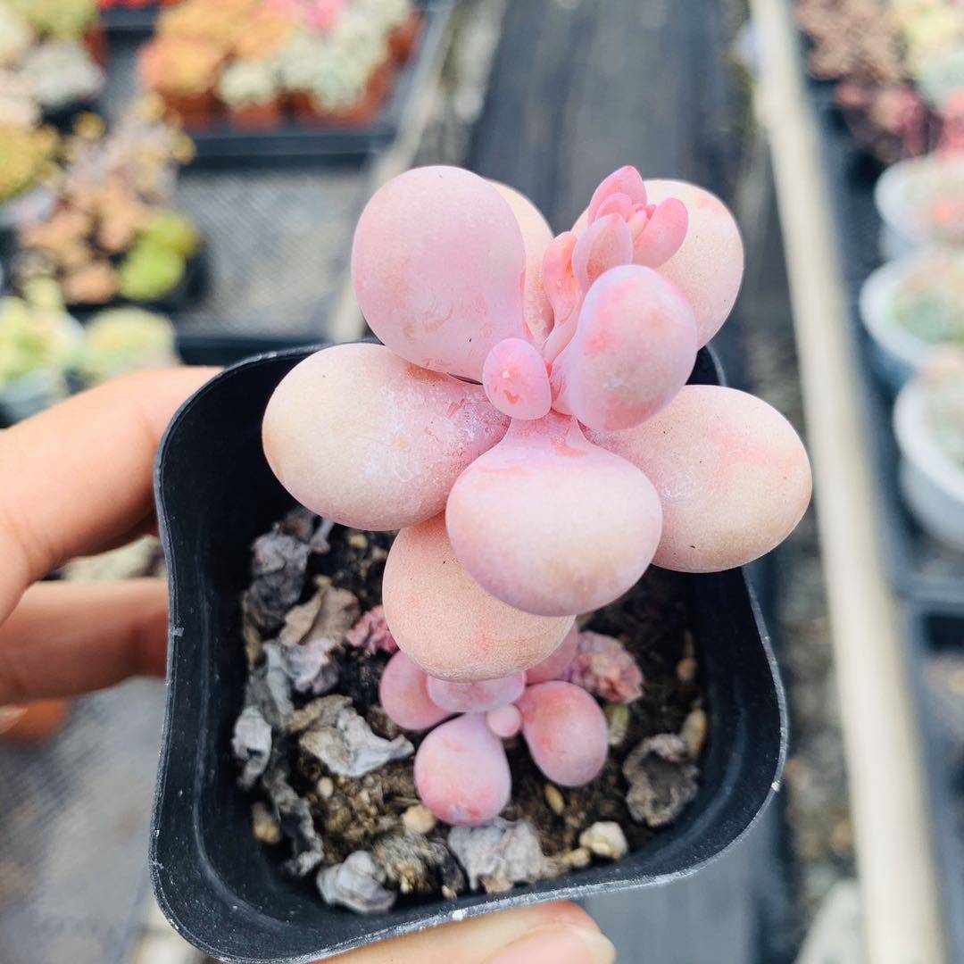 多肉植物桃之粉色饱满叶片进口肉肉盆栽防辐射多肉植物