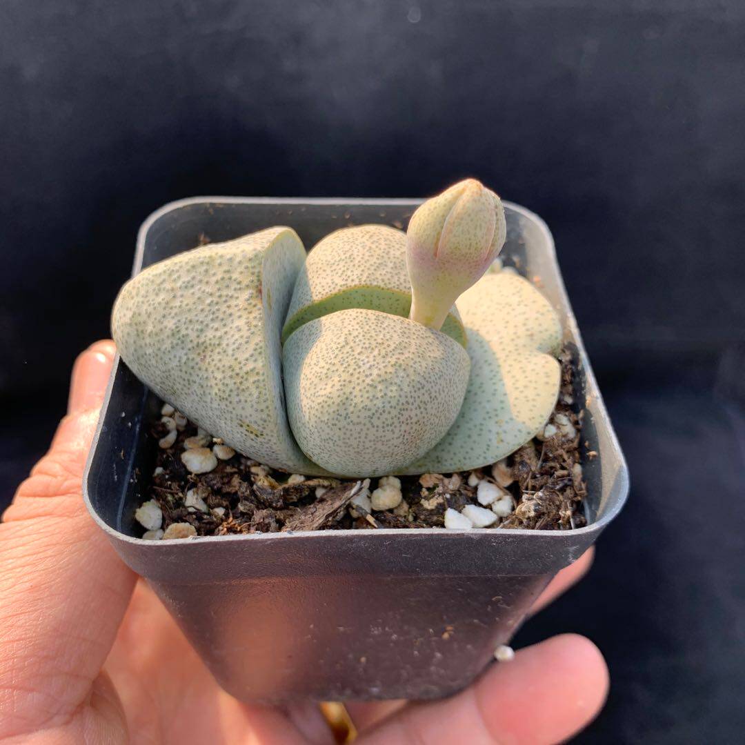 多肉植物帝玉四季开花花苞新手好养室内花卉多肉植物