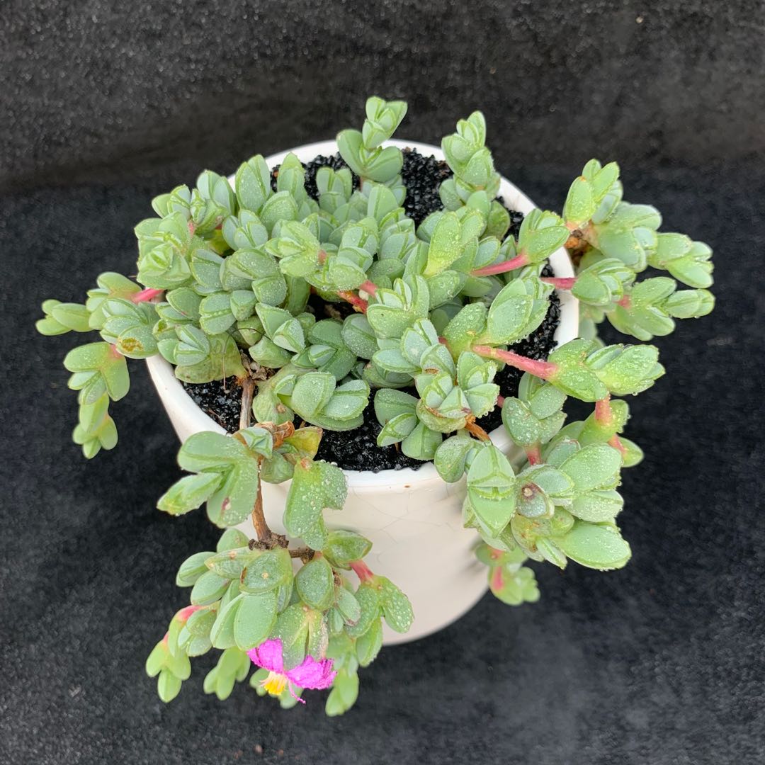 包邮开花多肉植物碧玉莲四季容易养护吊兰室内多肉植物