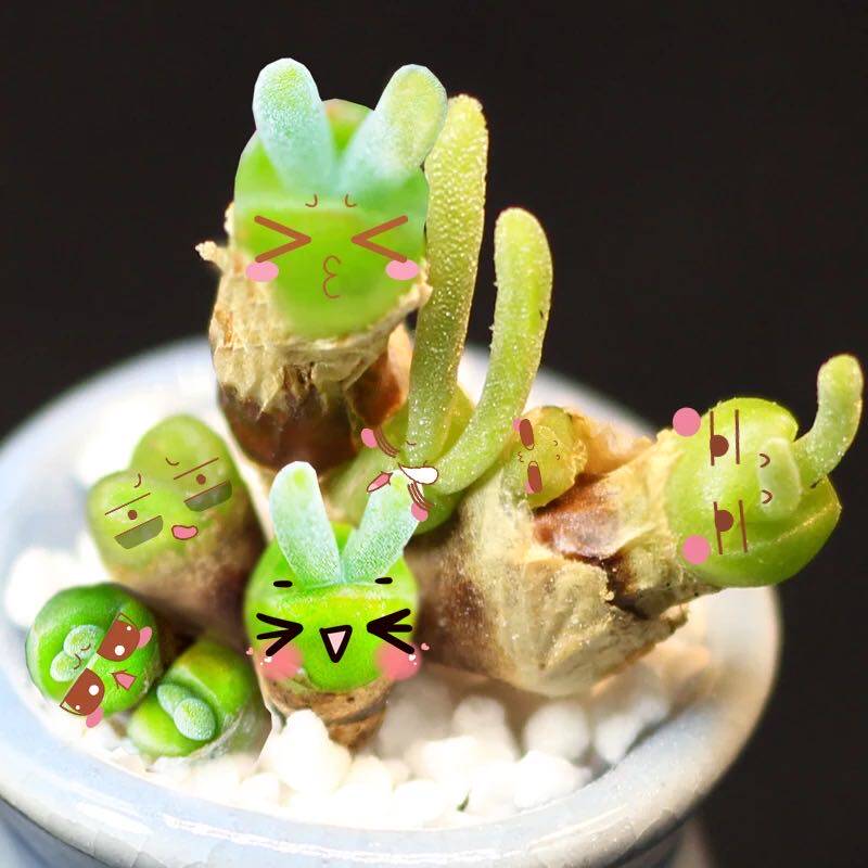 包邮精品多肉植物碧光光环小兔子番杏科奇趣肉肉多肉植物