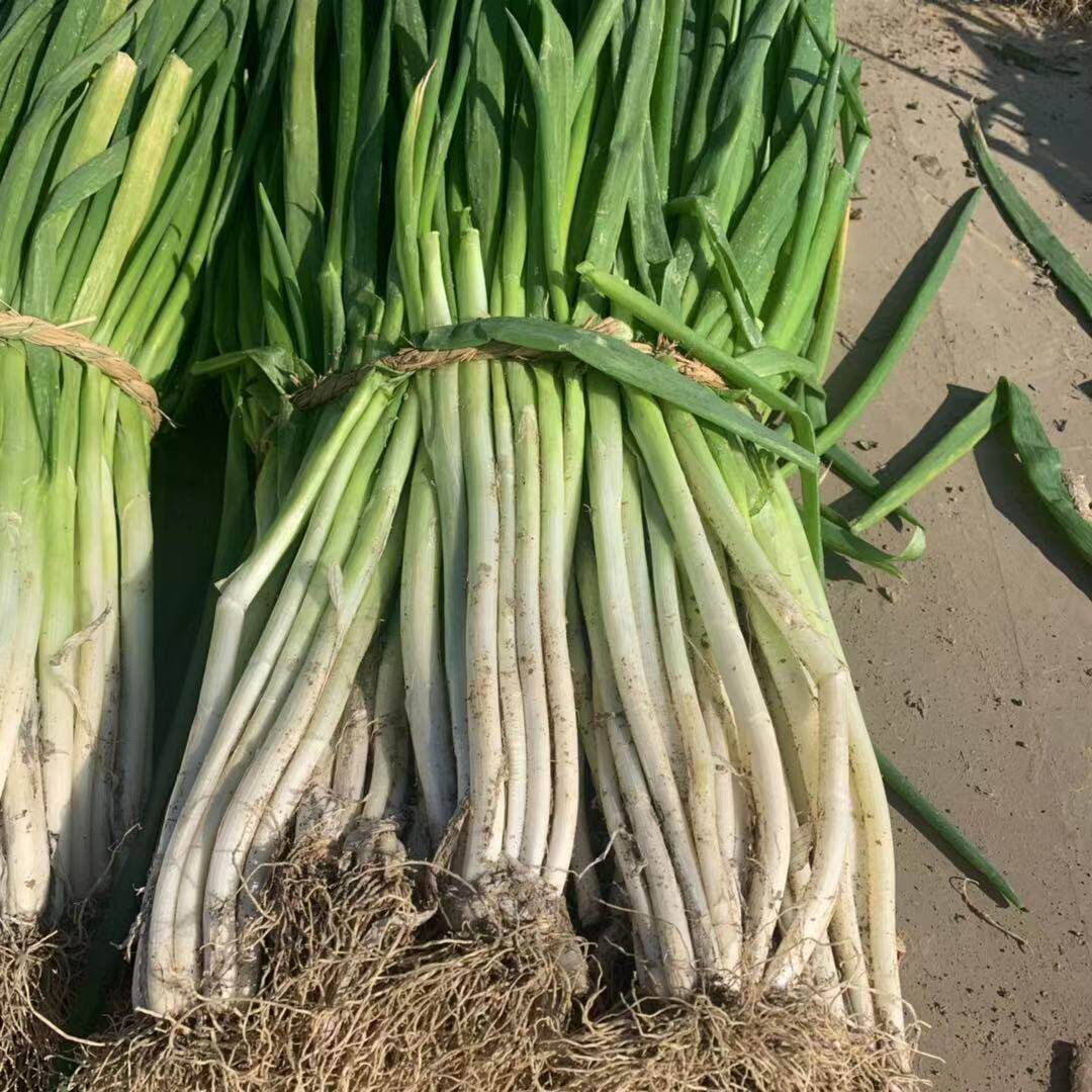 甜葱大葱葱非葱黄白皮黄葱葱白河南葱类
