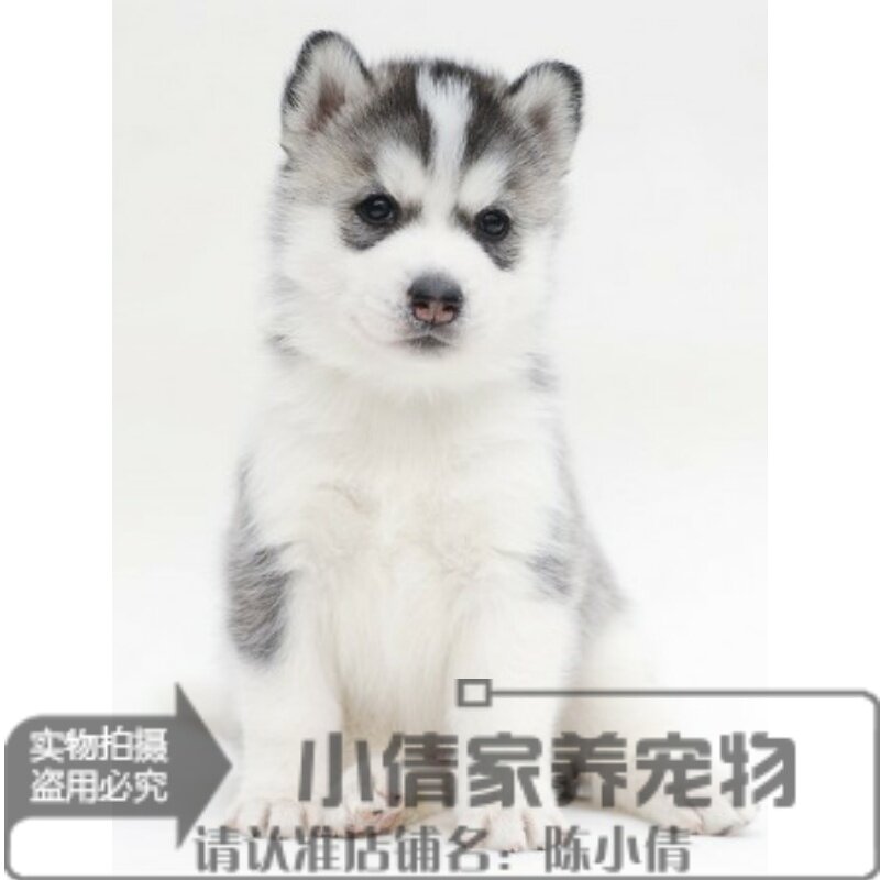 活体哈士奇纯种幼犬浅灰灰色火蓝西伯利亚雪橇犬狗狗狗狗