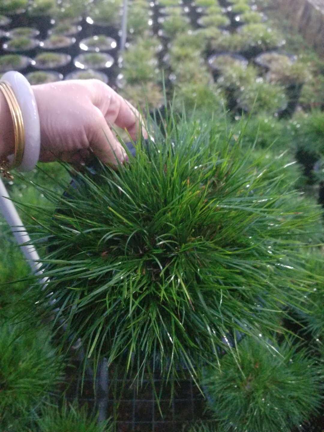 虎须江西苏州细叶留园绿植